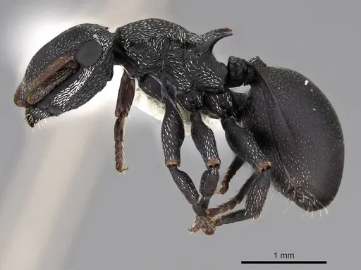 Cephalotes pusillus specimen CASENT0922613 image casent0922613_3
