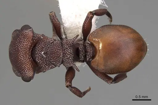 Cephalotes pusillus specimen CASENT0922614 image casent0922614_1