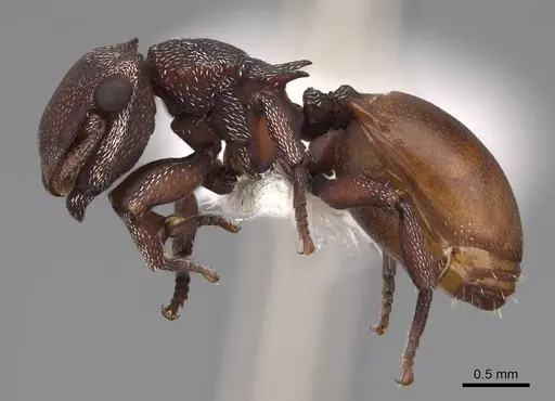 Cephalotes pusillus specimen CASENT0922614 image casent0922614_3