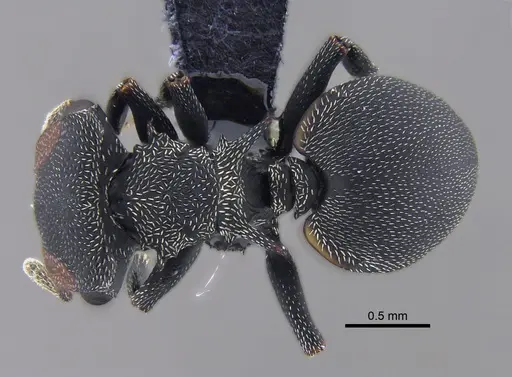 Cephalotes pusillus specimen CBUMAGENT41891 image cbumagent41891_1