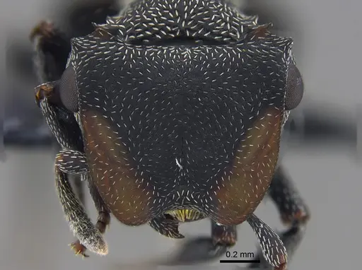 Cephalotes pusillus specimen CBUMAGENT41891 image cbumagent41891_2