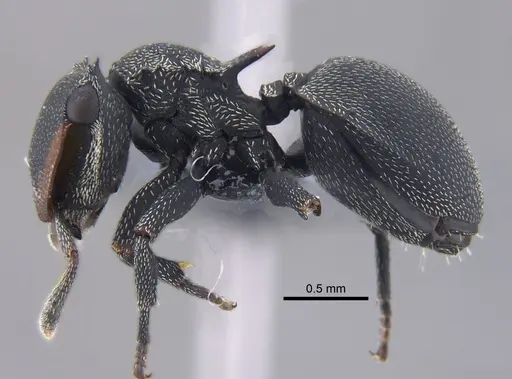 Cephalotes pusillus specimen CBUMAGENT41891 image cbumagent41891_3