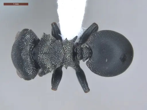 Cephalotes pusillus specimen ECOFOG-BUG-0265-02-S image ecofog-bug-0265-02-s_1