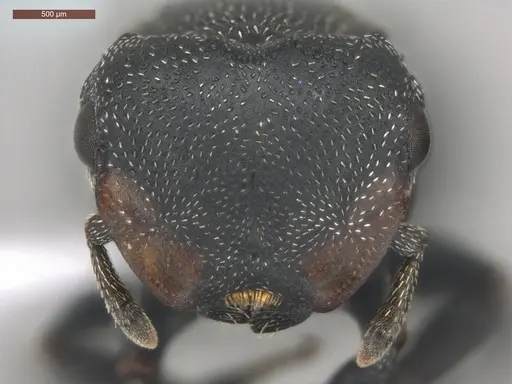 Cephalotes pusillus specimen ECOFOG-BUG-0265-02-S image ecofog-bug-0265-02-s_2