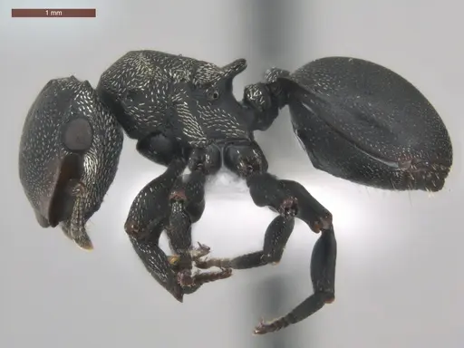 Cephalotes pusillus specimen ECOFOG-BUG-0265-02-S image ecofog-bug-0265-02-s_3
