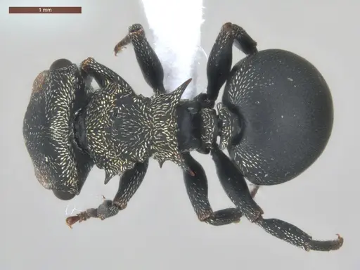Cephalotes pusillus specimen ECOFOG-BUG-0265-02 image ecofog-bug-0265-02_1