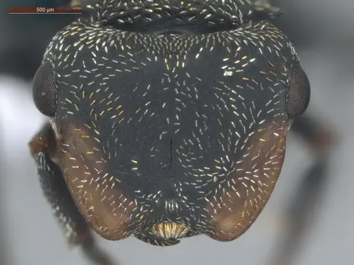Cephalotes pusillus specimen ECOFOG-BUG-0265-02 image ecofog-bug-0265-02_2