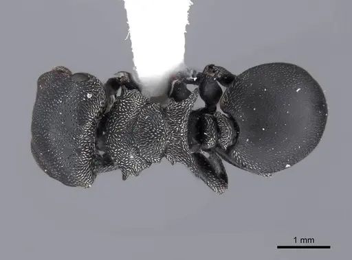 Cephalotes pusillus specimen FMNHINS0000047253 image fmnhins0000047253_1