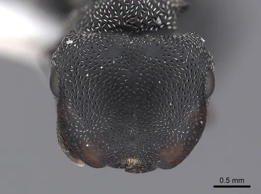 Cephalotes pusillus specimen FMNHINS0000047253 image fmnhins0000047253_2