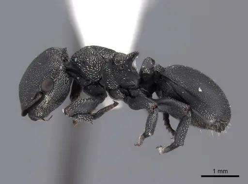 Cephalotes pusillus specimen FMNHINS0000047253 image fmnhins0000047253_3