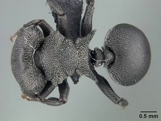 Cephalotes pusillus specimen USNMENT01124210 image usnment01124210_1