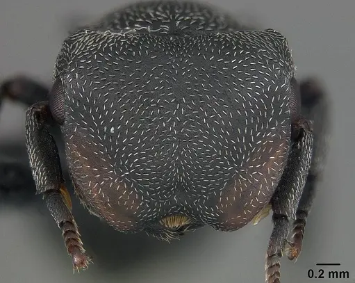 Cephalotes pusillus specimen USNMENT01124210 image usnment01124210_2