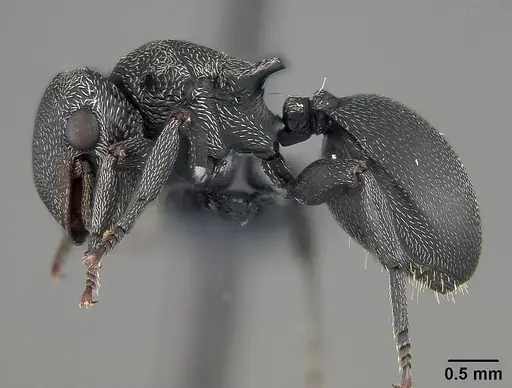 Cephalotes pusillus specimen USNMENT01124210 image usnment01124210_3
