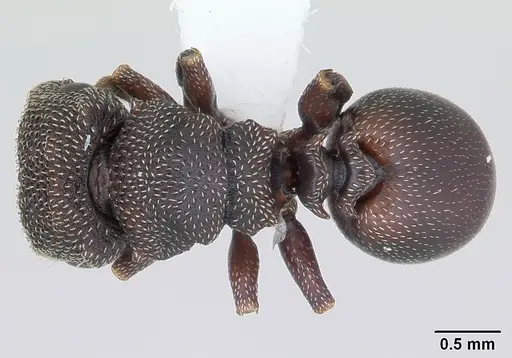 Cephalotes quadratus specimen CASENT0173705 image casent0173705_1