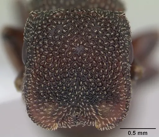 Cephalotes quadratus specimen CASENT0173705 image casent0173705_2