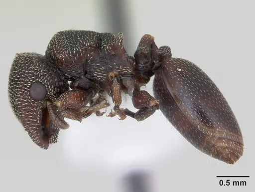 Cephalotes quadratus specimen CASENT0173705 image casent0173705_3