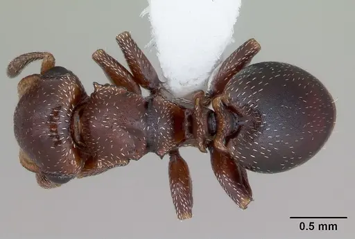 Cephalotes quadratus specimen CASENT0173706 image casent0173706_1