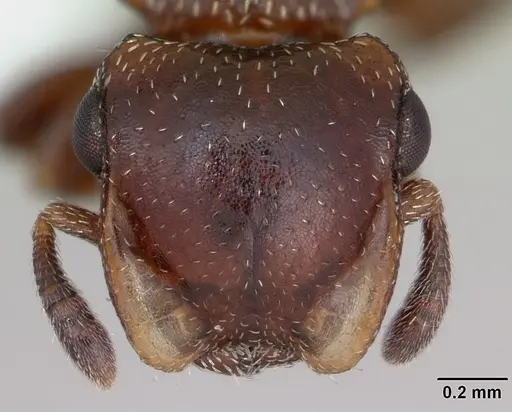 Cephalotes quadratus specimen CASENT0173706 image casent0173706_2
