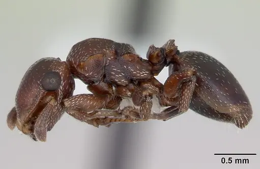 Cephalotes quadratus specimen CASENT0173706 image casent0173706_3