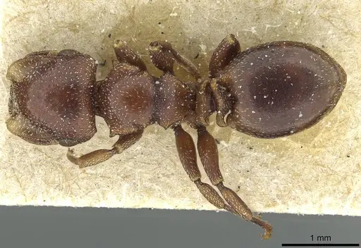 Cephalotes quadratus specimen CASENT0912619 image casent0912619_1