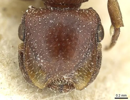 Cephalotes quadratus specimen CASENT0912619 image casent0912619_2