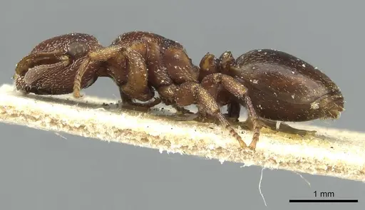 Cephalotes quadratus specimen CASENT0912619 image casent0912619_3