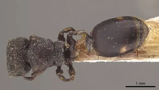 Cephalotes quadratus specimen CASENT0919603 image casent0919603_1