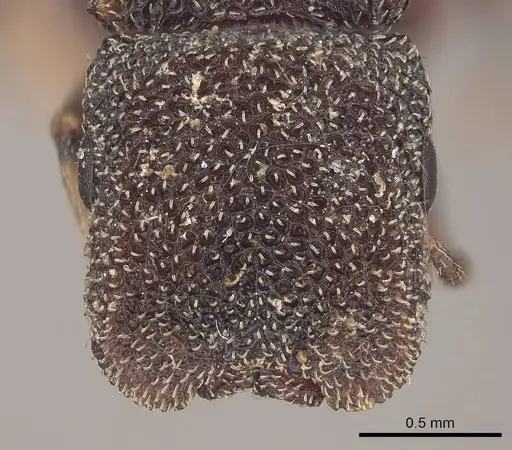 Cephalotes quadratus specimen CASENT0919603 image casent0919603_2