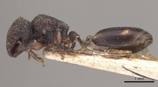 Cephalotes quadratus specimen CASENT0919603 image casent0919603_3