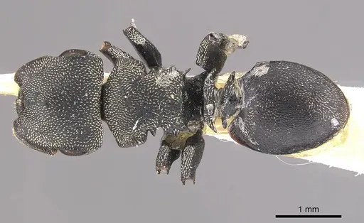 Cephalotes ramiphilus specimen CASENT0909260 image casent0909260_1