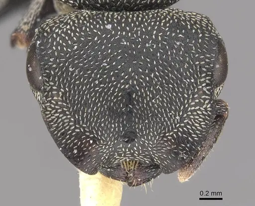 Cephalotes ramiphilus specimen CASENT0909260 image casent0909260_2
