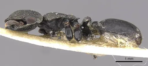 Cephalotes ramiphilus specimen CASENT0909260 image casent0909260_3