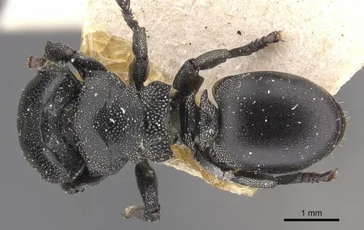 Cephalotes ramiphilus specimen CASENT0909261 image casent0909261_1