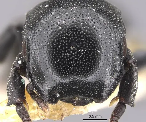 Cephalotes ramiphilus specimen CASENT0909261 image casent0909261_2
