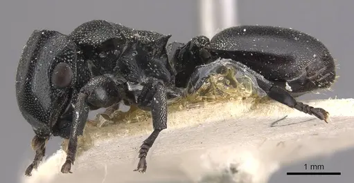 Cephalotes ramiphilus specimen CASENT0909261 image casent0909261_3