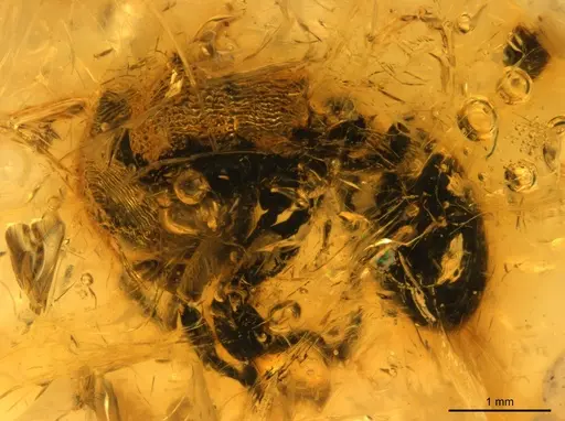 Cephalotes resinae specimen SMNSDOC3566 image smnsdoc3566_1