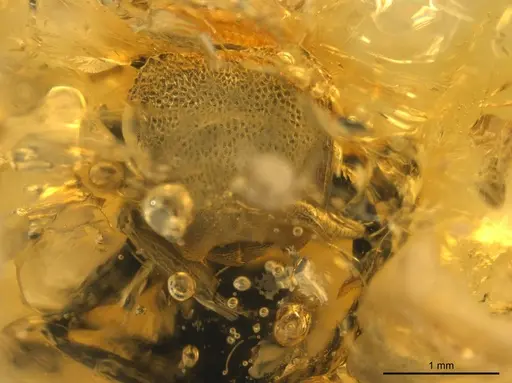 Cephalotes resinae specimen SMNSDOC3566 image smnsdoc3566_2