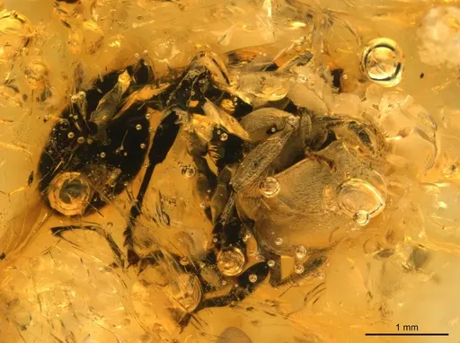 Cephalotes resinae specimen SMNSDOC3566 image smnsdoc3566_3