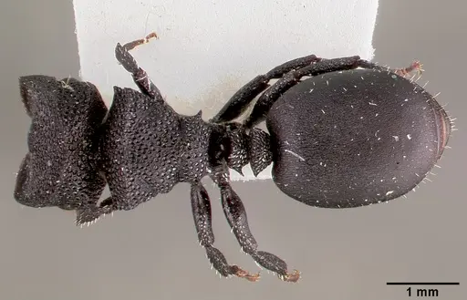 Cephalotes rohweri specimen CASENT0003326 image casent0003326_1