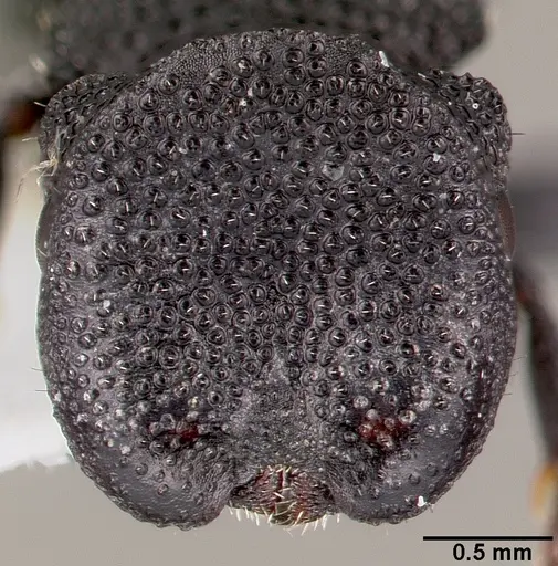 Cephalotes rohweri specimen CASENT0003326 image casent0003326_2