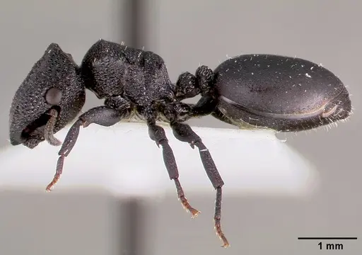 Cephalotes rohweri specimen CASENT0003326 image casent0003326_3