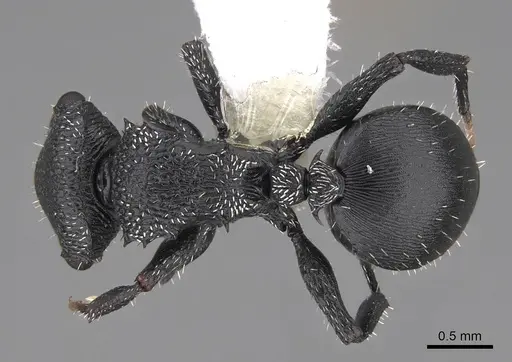 Cephalotes rohweri specimen CASENT0922581 image casent0922581_1