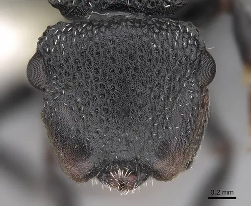 Cephalotes rohweri specimen CASENT0922581 image casent0922581_2