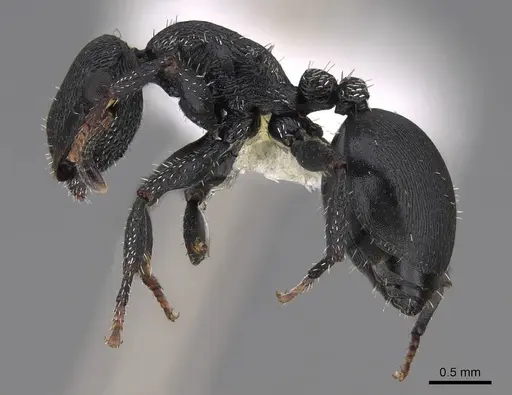 Cephalotes rohweri specimen CASENT0922581 image casent0922581_3