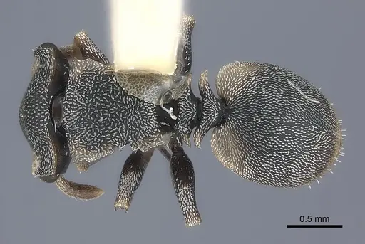Cephalotes scutulatus specimen CASENT0217843 image casent0217843_1