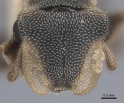 Cephalotes scutulatus specimen CASENT0217843 image casent0217843_2