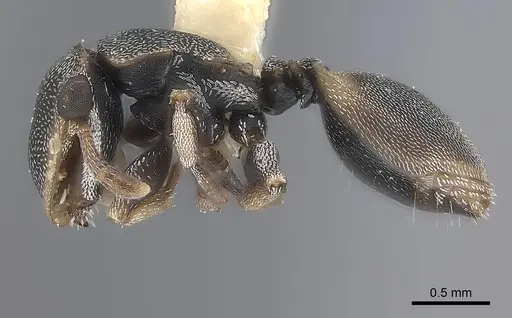 Cephalotes scutulatus specimen CASENT0217843 image casent0217843_3