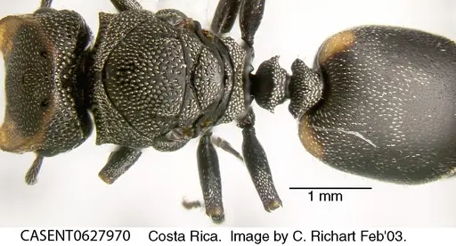 Cephalotes scutulatus specimen CASENT0627970 image casent0627970_1