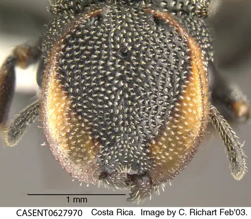 Cephalotes scutulatus specimen CASENT0627970 image casent0627970_2