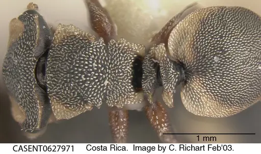 Cephalotes scutulatus specimen CASENT0627971 image casent0627971_1